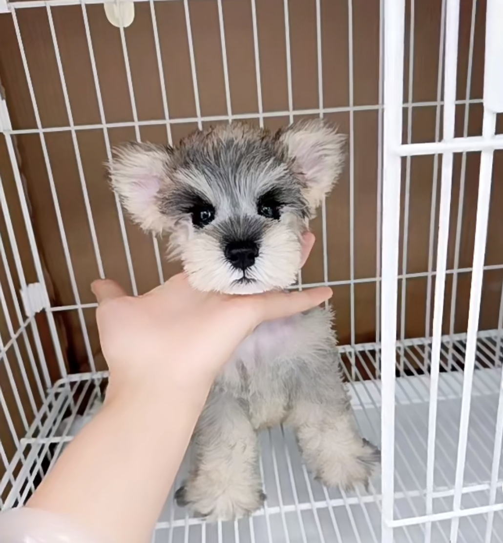 会滑滑板的聪明雪纳瑞